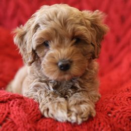 Australian Labradoodle Puppies from Majestic Labradoodles