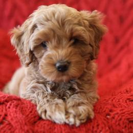 Australian Labradoodle Puppies from Majestic Labradoodles