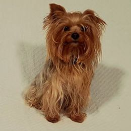 Mateo - Yorkshire Terrier