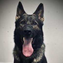 Rip von der Staatsmacht - Sable male German Shepherd puppy in Herkimer, New York from Render Kennels
