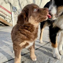 Rusty - Red tri-color male Australian Shepherd puppy in Thornton, Colorado from 303 Aussies