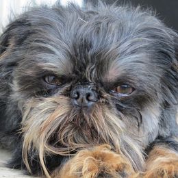 Skip - Brussels Griffon