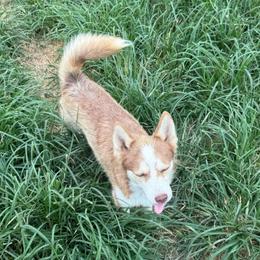 Jaguar - Red and white male Pomsky puppy in Bucyrus, Missouri from Hill Top Pomskies