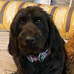 Goldendoodles and Labradoodles from Aqua Doodles