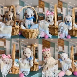Goldendoodle Puppies from Lakeside Doodles MN