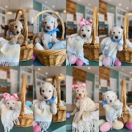 Goldendoodle Puppies from Lakeside Doodles MN
