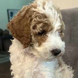Girl 1 - Parti female Goldendoodle puppy in Landis, North Carolina from Shelbys Doodle Farm