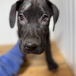 River - Black female Great Dane puppy in Hutchinson, Kansas from Dappled Danes