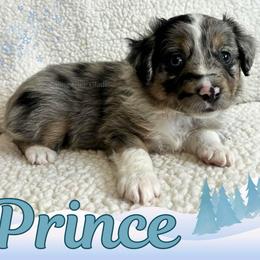 Prince - Blue merle male Miniature Australian Shepherd puppy in Millington, Tennessee from Goading Glee Glade