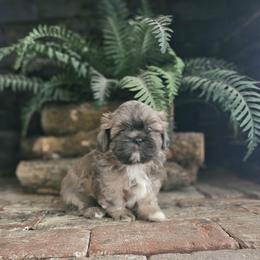 Shihpoo and Shih Tzu Puppies from The Luckie Puppy