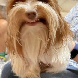 Yorkshire Terrier Puppies from Toy Town Yorkies