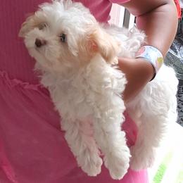 Maltipoo Puppies from Little Cupcakes and Pumkins Maltipoos