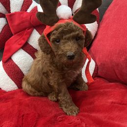 Midnight - Red  male Goldendoodle puppy in The Woodlands, Texas from Gracie's Goldendoodles and Bernedoodles