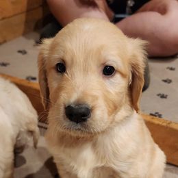 White - Golden male Golden Retriever puppy in Lucasville, Ohio from Halo Kennels