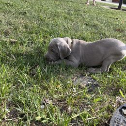 Weimaraner Puppies from Baird Weims - AKC registered