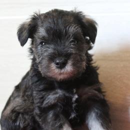 Timmy - Salt and pepper male Miniature Schnauzer puppy in Richardton, North Dakota from Crooked Tree Ranch
