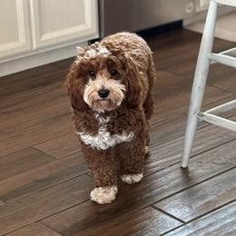 Bruno - Goldendoodle