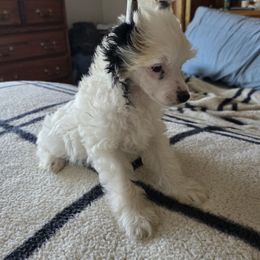 Jasper - White and black male Chinese Crested puppy in Utah from Mleesporties