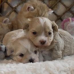 Maltipoo puppies from Sweetheart Doodles