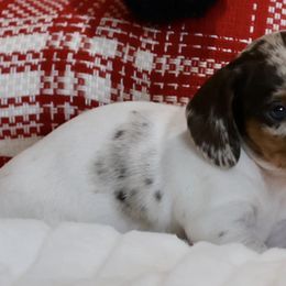 Dachshunds from High Desert Mini Dachshunds