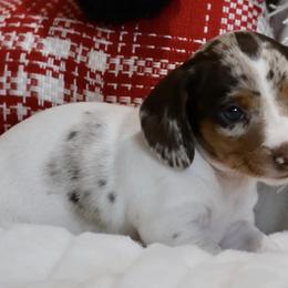 Dachshunds from High Desert Mini Dachshunds