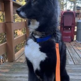 Siberian Huskies from New England Huskies