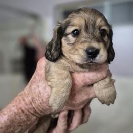 Dachshund Puppies from Amanda Smith