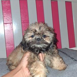 Boy 3 - Gold male Shih Tzu puppy in Birmingham, Alabama from K&D kennels