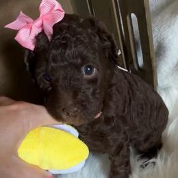 Destiny - Chocolate female Goldendoodle puppy in Decatur, Texas from Scherrer Sweet Goldendoodles