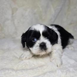 Trixie - Black and white female Shih Tzu puppy in Mountain Grove, Missouri from Precious Puppies