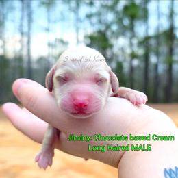 Jiminy - Cream male Dachshund puppy in Quitman, Mississippi from S-and-A Kennels