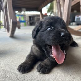 Leonberger Puppies from Magnolia Leos