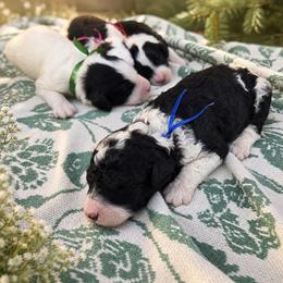 Dice - Black and white male Sheepadoodle puppy in Ashton, Idaho from Kerr Kanine Ranch