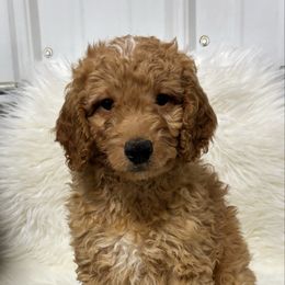 Boy 25 - Apricot male Goldendoodle puppy in West Point, Iowa from Circle A Mini Goldendoodles and Mini Bernedoodles