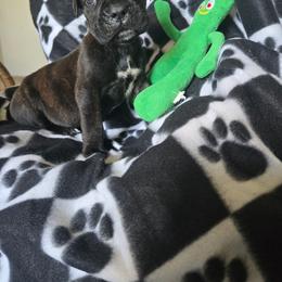 Mr Fantastic - Black brindle male Cane Corso puppy in Tabor City, North Carolina from Dream Team Kennels