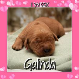 Galinda - Dark golden female Golden Retriever puppy in Driggs, Idaho from SK Golden Retrievers
