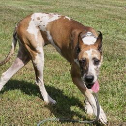 Willow - Great Dane