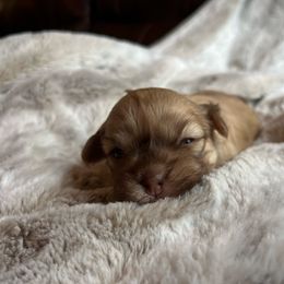 Sunny - Fawn female Havanese puppy in Starr, South Carolina from Home with Havanese