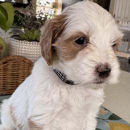 Domino - Cream female Goldendoodle puppy in Gilbert, Arizona from DogHouse Doodles