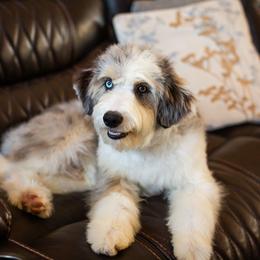 Williams - Blue merle male Aussiedoodle puppy in Tonopah, Arizona from Kae's Kennels