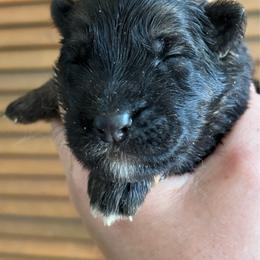 Dark male sable - Sable male German Shepherd puppy in Lordstown, Ohio from Jewels German Shepherd