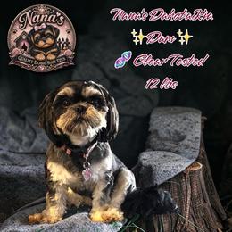 Dakota - Shih Tzu