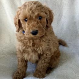 Boy 2 - Apricot male Goldendoodle puppy in Lapeer, Michigan from Doodle All Day