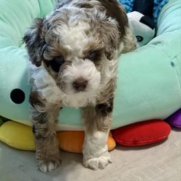 Scarlet Valentine - Red merle female Aussiedoodle puppy in Charlestown, Indiana from Forever Aussies and A Doodle