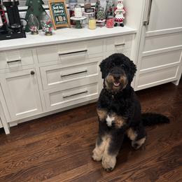 Bernedoodle and Bernese Mountain Dog All Grown Up from Berner Ridge Kennels