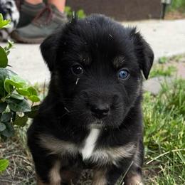 Cocoa - Black tri-color female Australian Shepherd puppy in La Porte City, Iowa from KDL Homestead