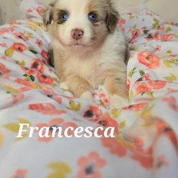 Francesca - Red merle female Toy Australian Shepherd puppy in Bethany, Oklahoma from Donna's Toy & Mini Aussies