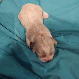 Blondie - Buff female Cocker Spaniel puppy in Charleston, Tennessee from Nefer's Kennel