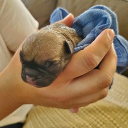 French Bulldog Puppies from Windy Vally Frenchies