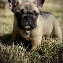 French Bulldog Puppies from Battle Born French Bulldogs